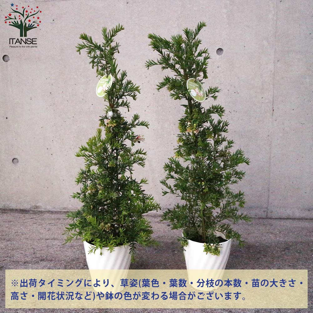 グレビレア・ジュビリー【庭木 5号鉢／1個売り】｜ 【植物の