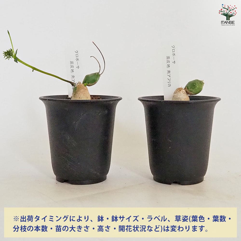 ユーフォルビア グロボーサ 【多肉植物 2.5号／1個売り】｜ 【植物の