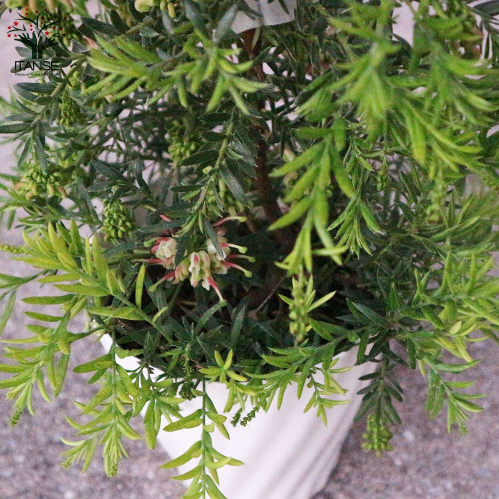 グレビレア ジュビリー 3 ファイバー鉢 グレビレア ジュビリー 3 ファイバー鉢 グレビレア ジュビリー 3