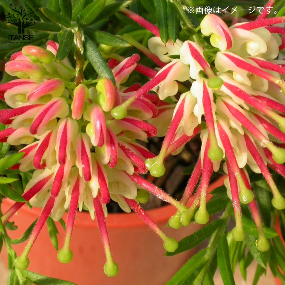 グレビレア・ジュビリー【庭木 5号鉢／1個売り】｜ 【植物の