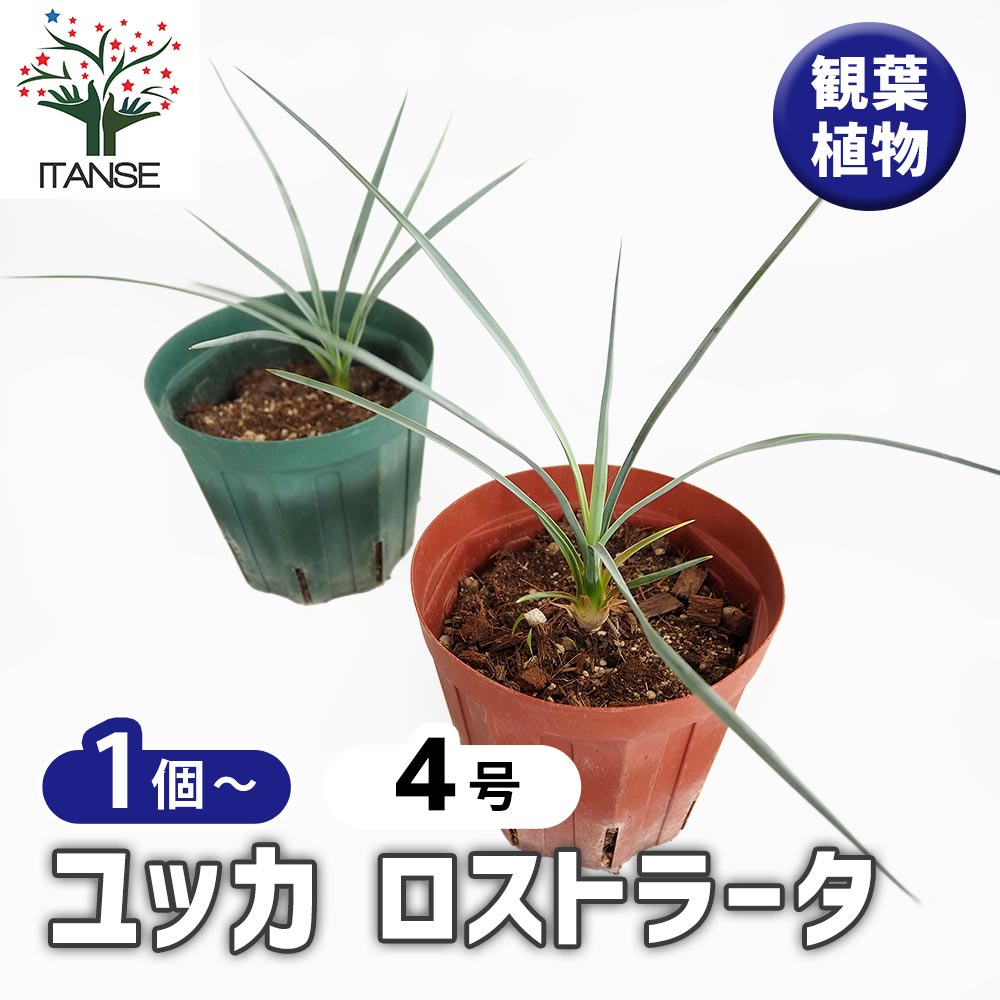 ユッカ ロストラータ 【観葉植物 4号】｜ 【植物のITANSE