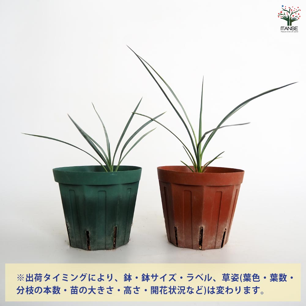 ユッカ ロストラータ 【観葉植物 4号】｜ 【植物のITANSE