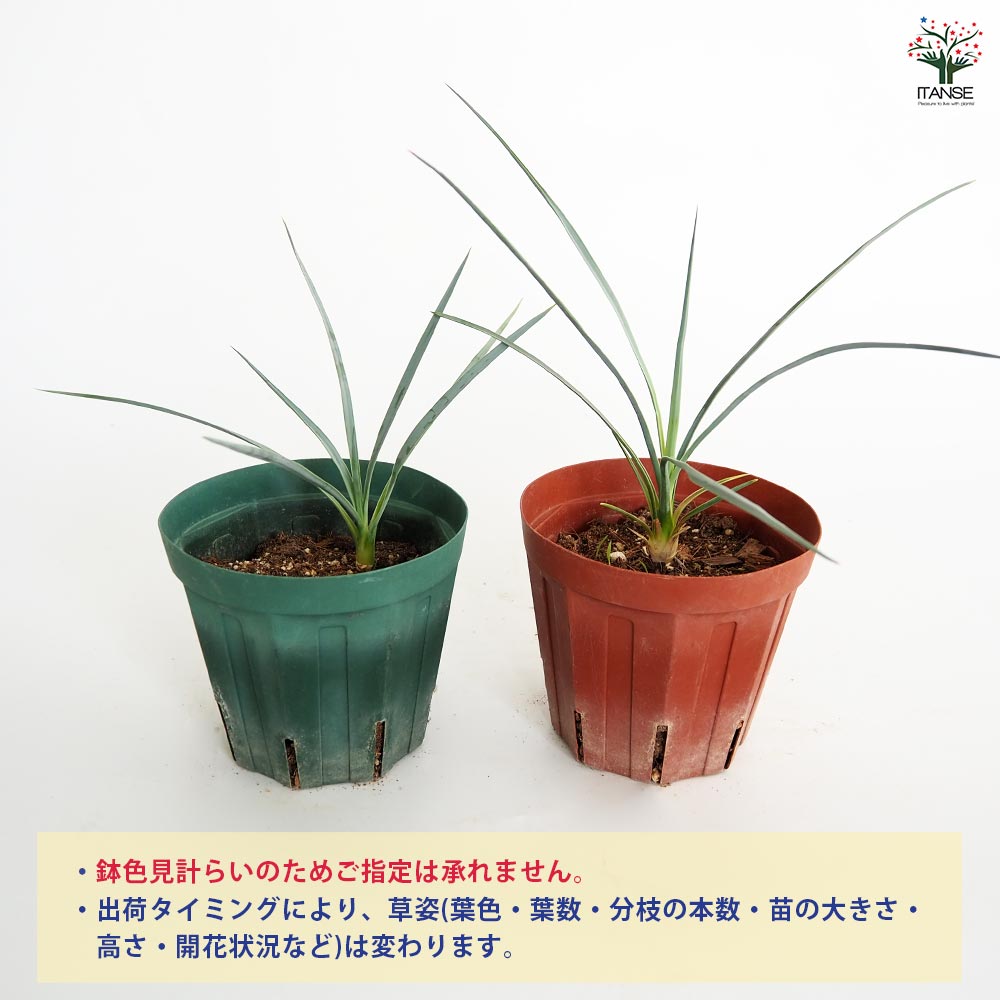 ユッカ　ロストラータ　11 はなちゃんページ ユッカ：ロストラータ 8号 の通販 | 園芸ネット