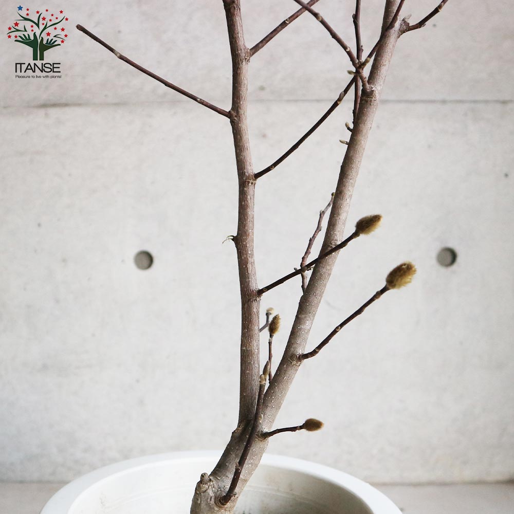 Itanse良品ｾﾚｸﾄ通販