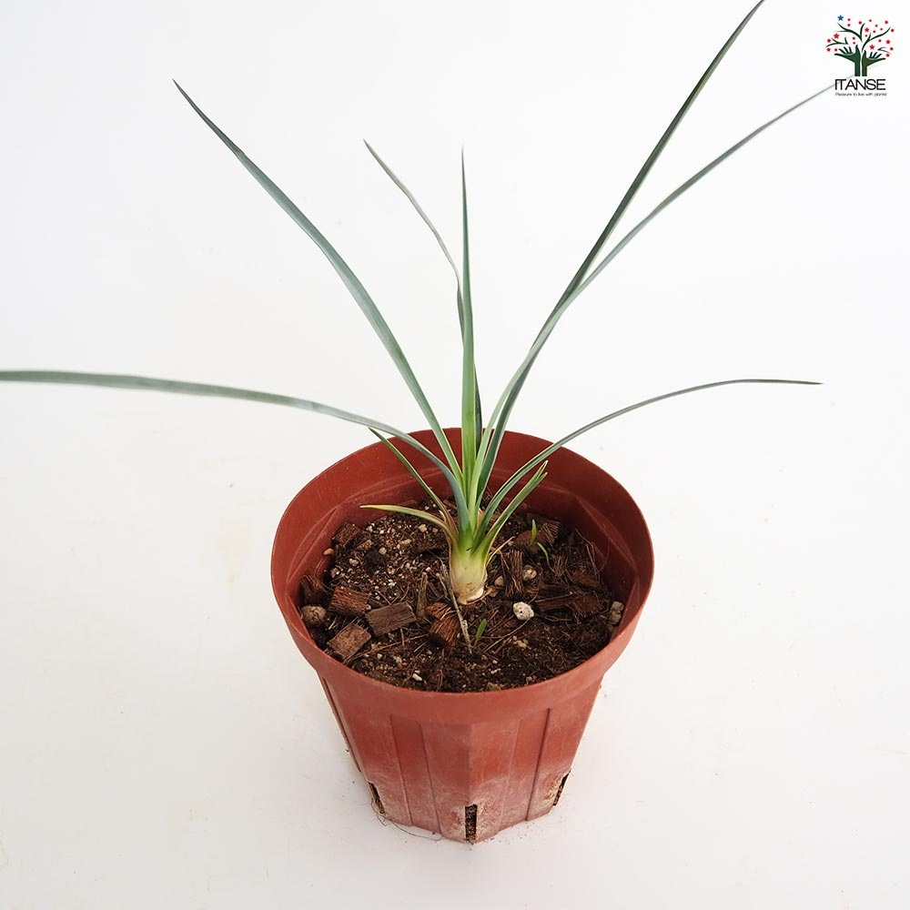 ユッカ ロストラータ 【観葉植物 4号】｜ 【植物のITANSE
