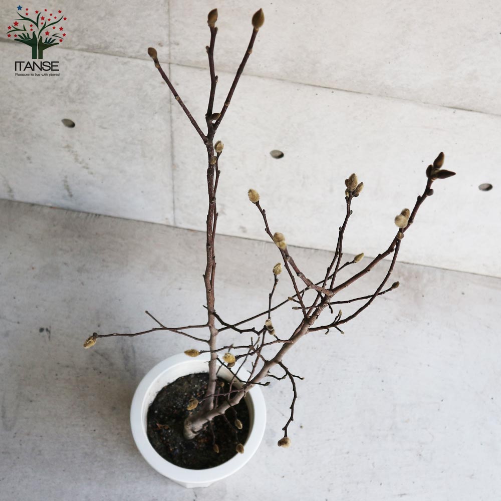 Itanse良品ｾﾚｸﾄ通販