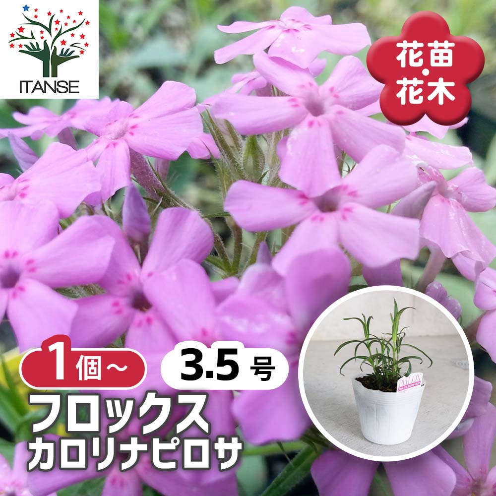 フロックス カロリナピロサ 【花苗 3.5号】｜ 【植物のITANSE