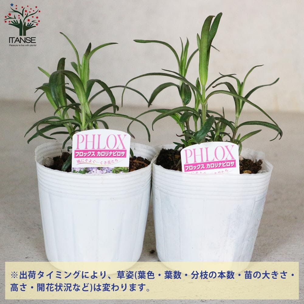 フロックス カロリナピロサ 【花苗 3.5号】｜ 【植物のITANSE
