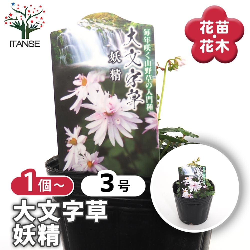 大文字草(ダイモンジソウ) 妖精 【花苗 3号】｜ 【植物のITANSE