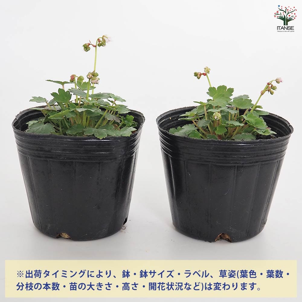 大文字草(ダイモンジソウ) 妖精 【花苗 3号】｜ 【植物のITANSE