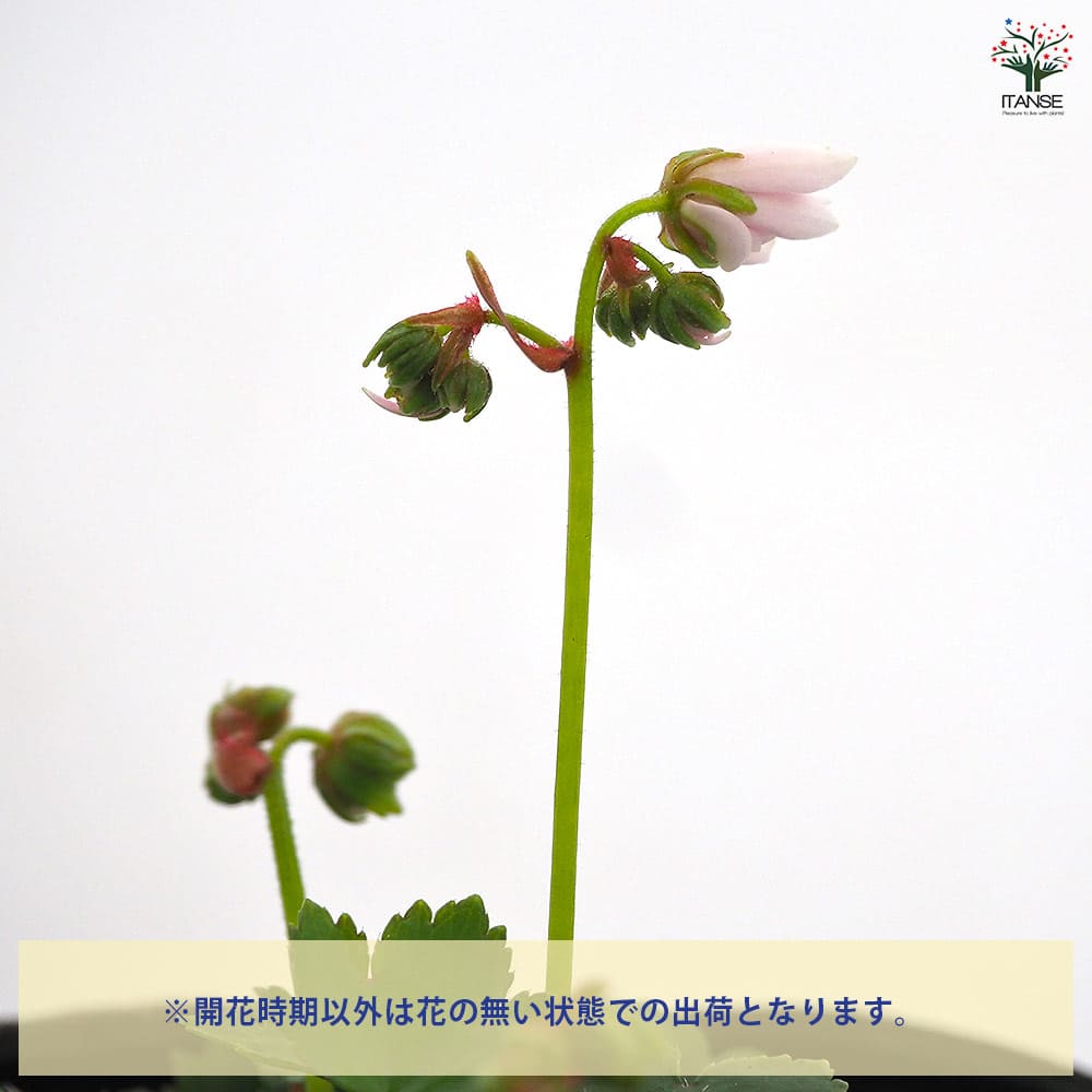 大文字草(ダイモンジソウ) 妖精 【花苗 3号】｜ 【植物のITANSE