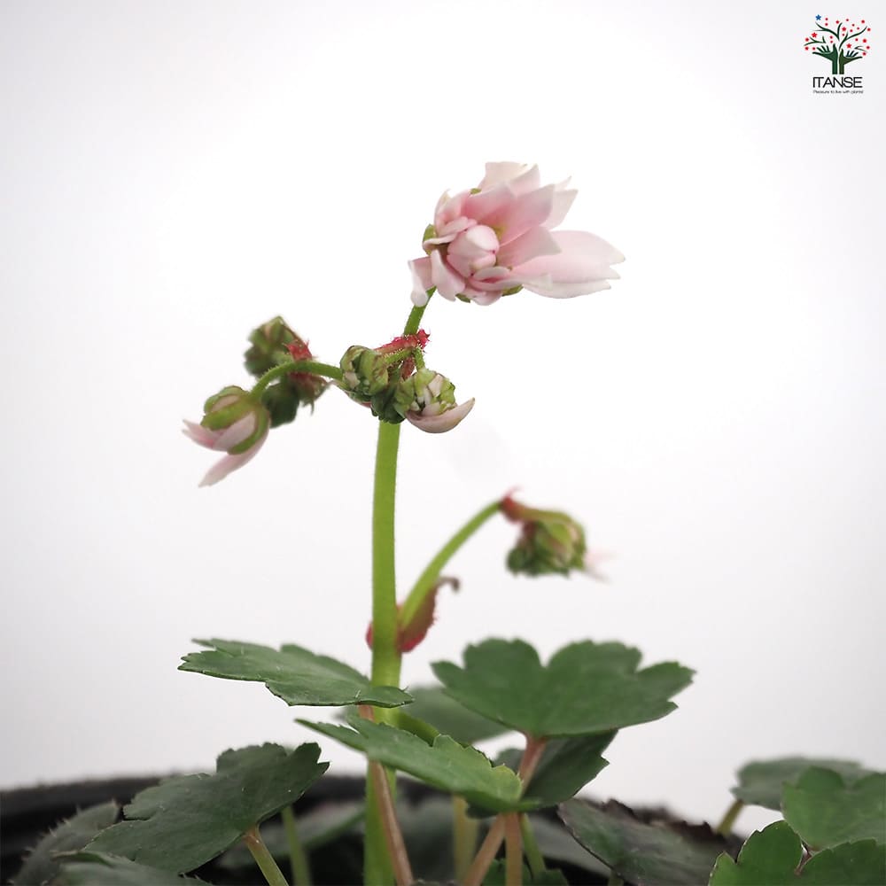 大文字草(ダイモンジソウ) 妖精 【花苗 3号】｜ 【植物のITANSE