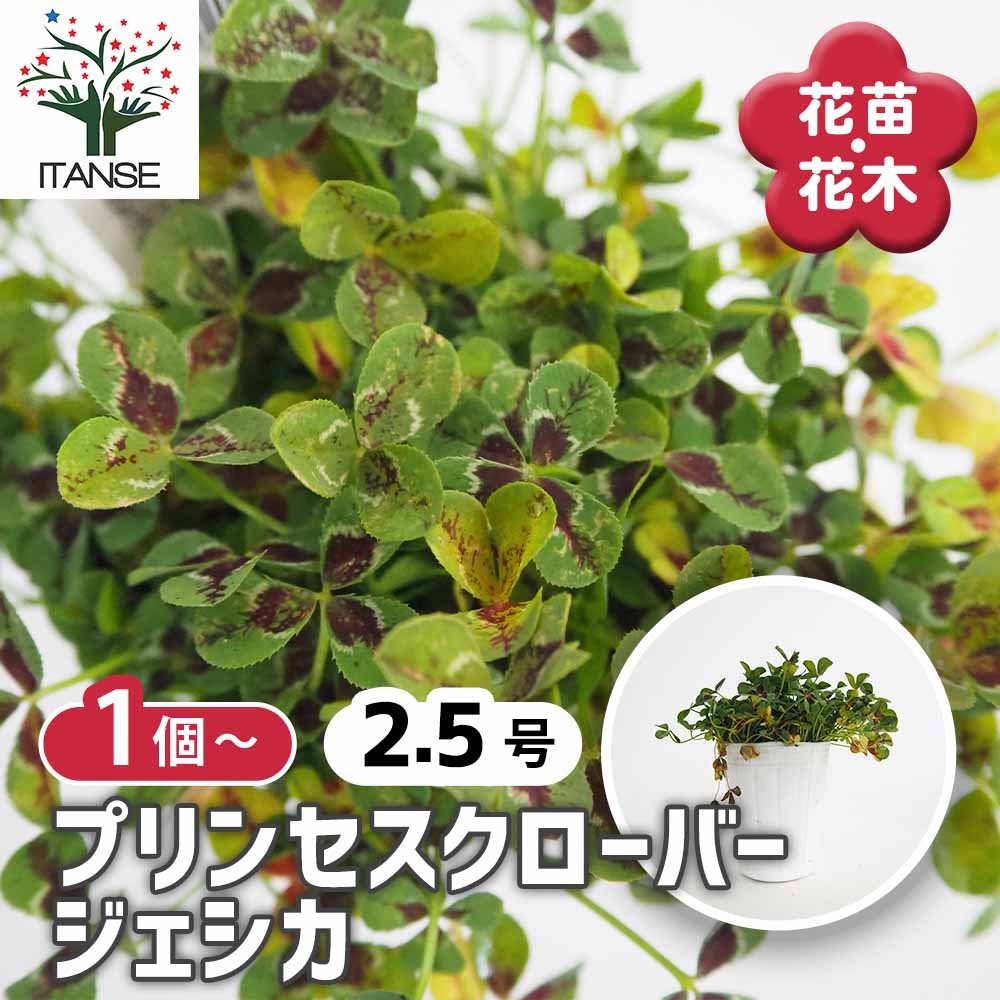 プリンセスクローバー ジェシカ 【花苗 2.5号】｜ 【植物の