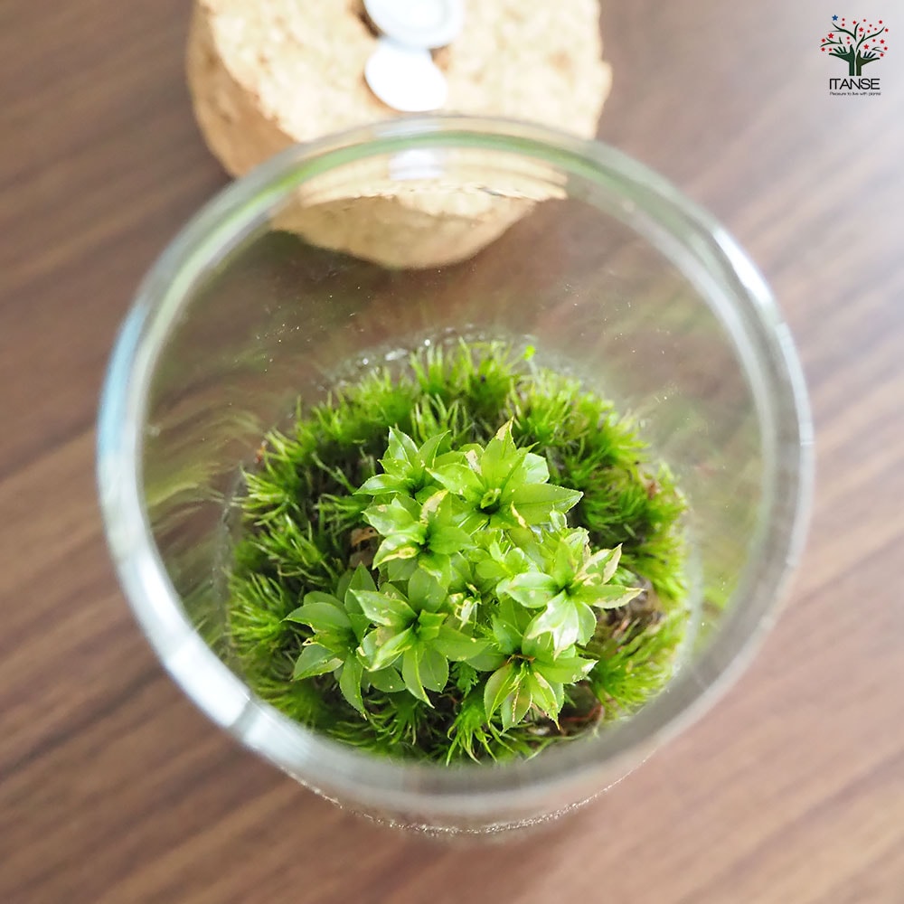 苔テラリウム ミニ LED付き 苔 【観葉植物 】｜ 【植物のITANSE
