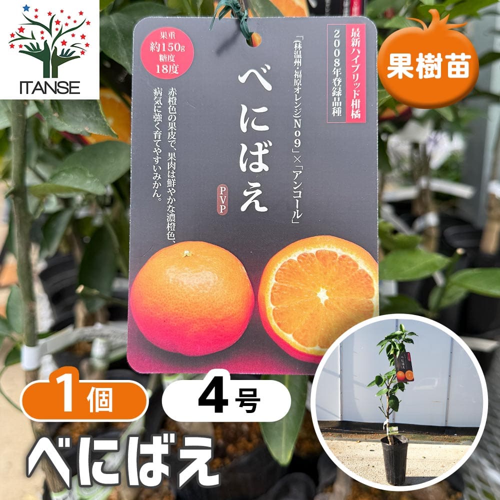 ハイブリット柑橘の苗 べにばえ 【果樹の苗木 4号／1個売り】｜ 【植物