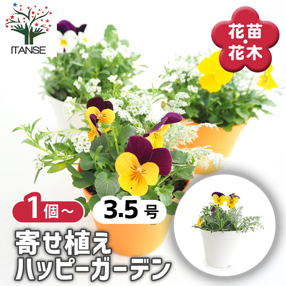 お花寄せ植え 【花苗 3.5号】｜ 【植物のITANSE】全品送料無料