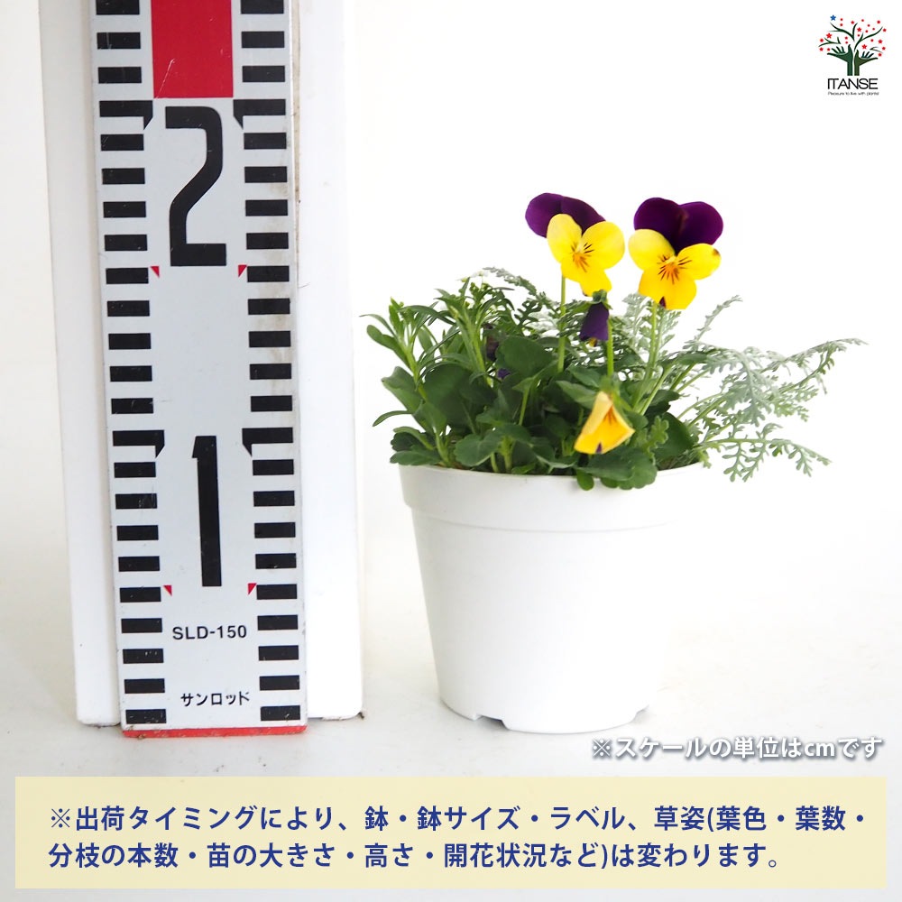お花寄せ植え 【花苗 3.5号】｜ 【植物のITANSE】全品送料無料