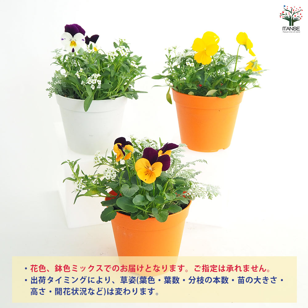 お花寄せ植え 【花苗 3.5号】｜ 【植物のITANSE】全品送料無料