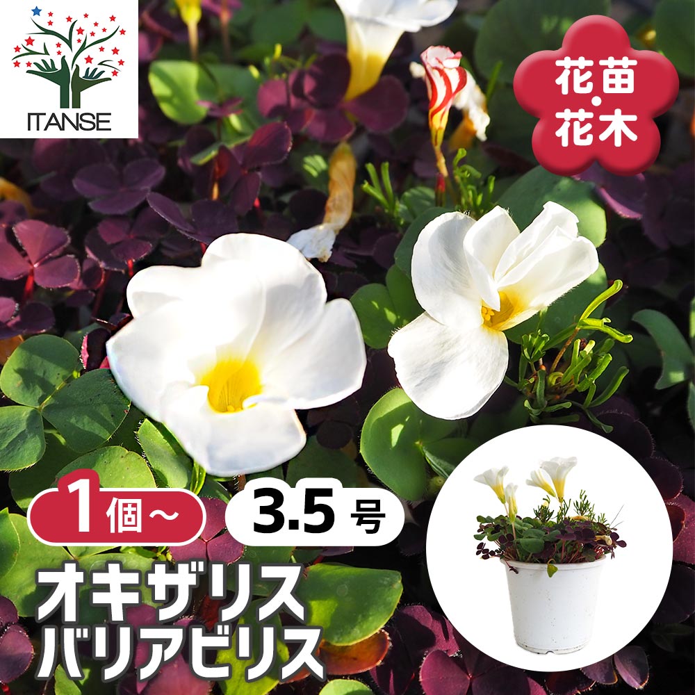オキザリス バリアビリス 【花苗 3.5号】｜ 【植物のITANSE