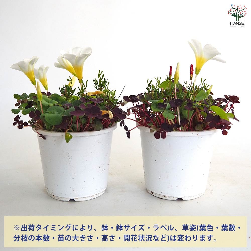 オキザリス バリアビリス 【花苗 3.5号】｜ 【植物のITANSE