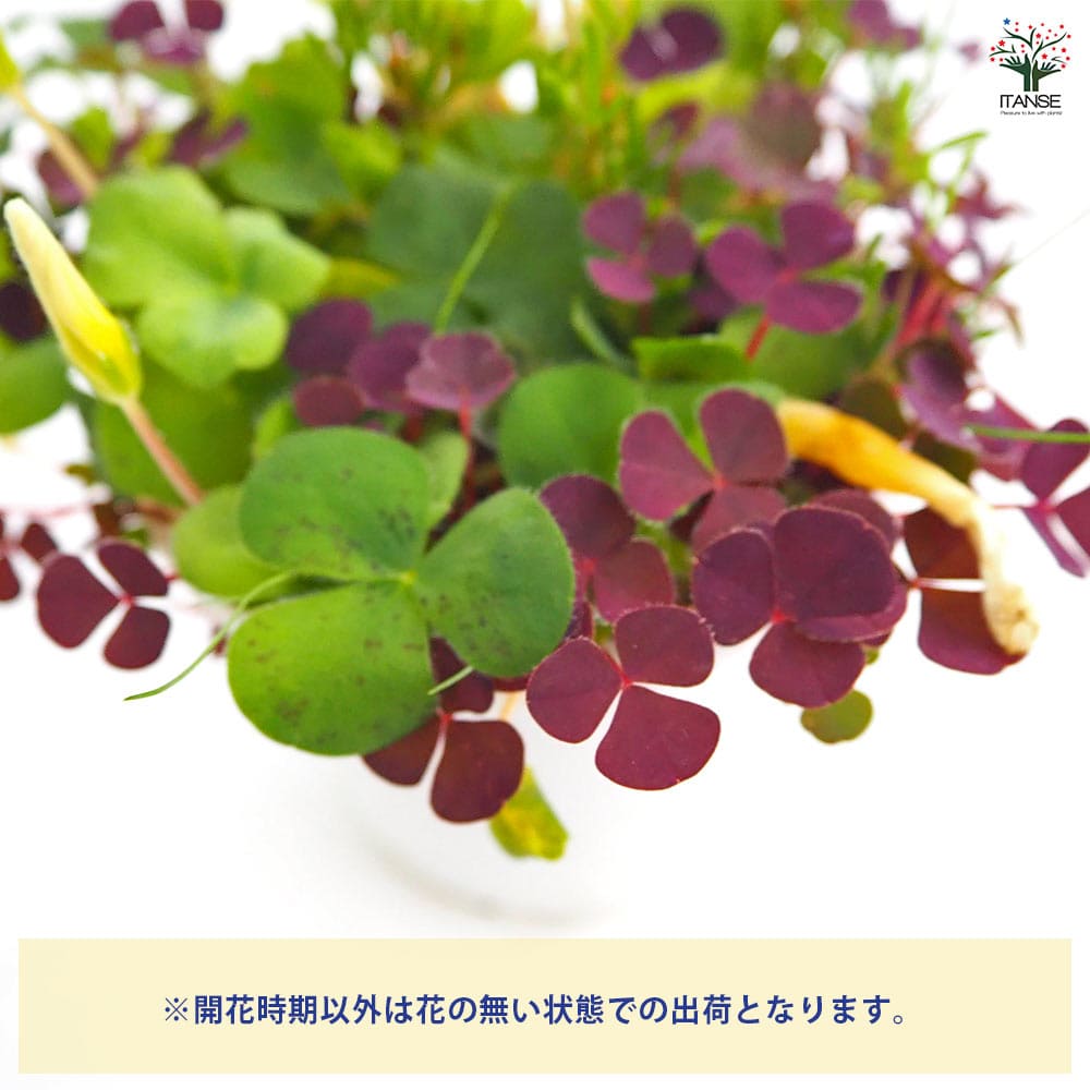 オキザリス バリアビリス 【花苗 3.5号】｜ 【植物のITANSE