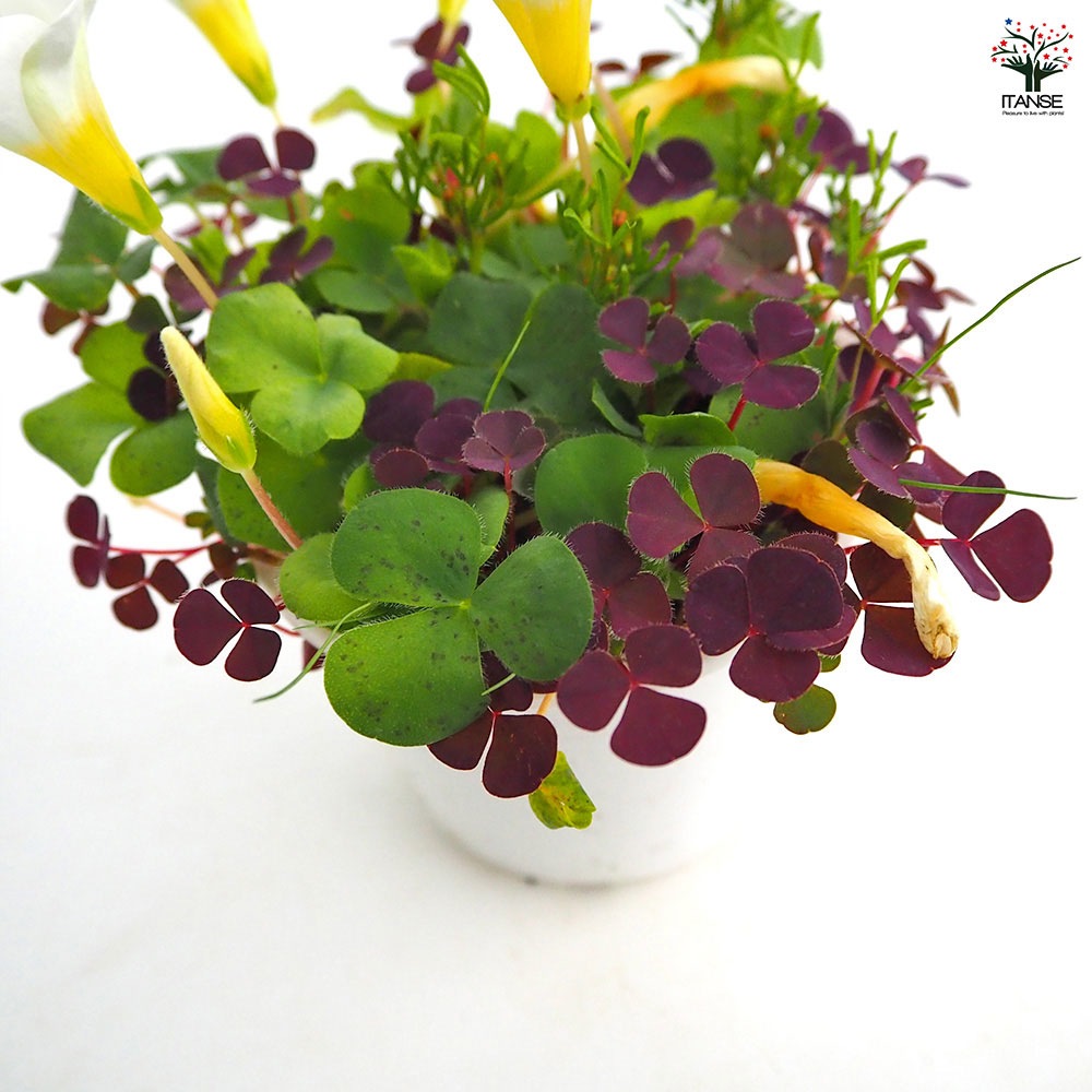 オキザリス バリアビリス 【花苗 3.5号】｜ 【植物のITANSE