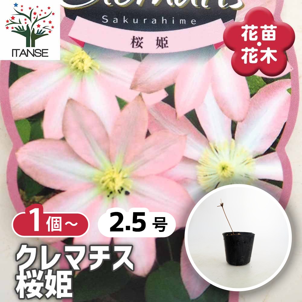 クレマチス 桜姫 【花苗 2.5号】｜ 【植物のITANSE】全品送料