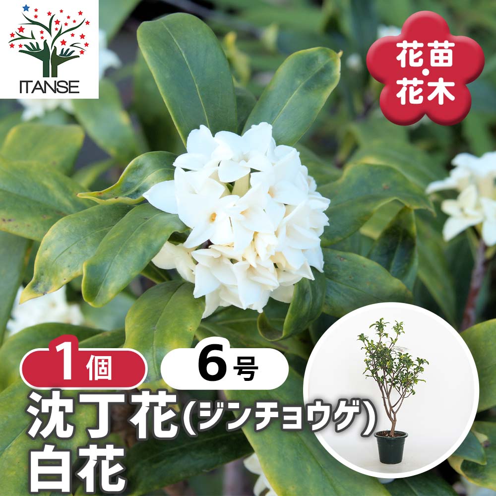 沈丁花 (ジンチョウゲ) 白花 【花木苗 6号／1個売り】｜ 【植物の