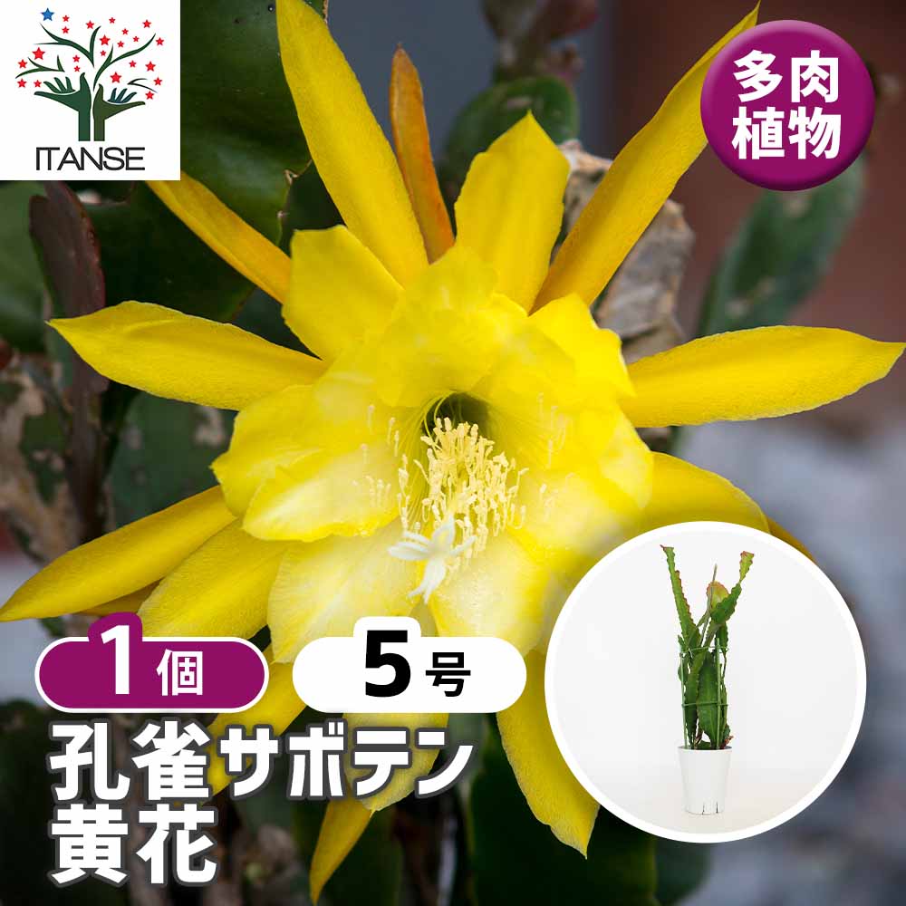 孔雀サボテン 黄花 【多肉植物 5号／1個売り】｜ 【植物のITANSE