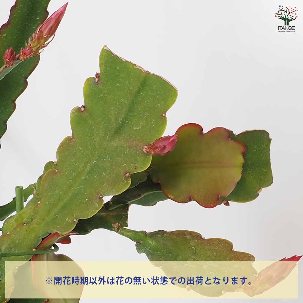 孔雀サボテン 黄花 【多肉植物 5号／1個売り】｜ 【植物のITANSE