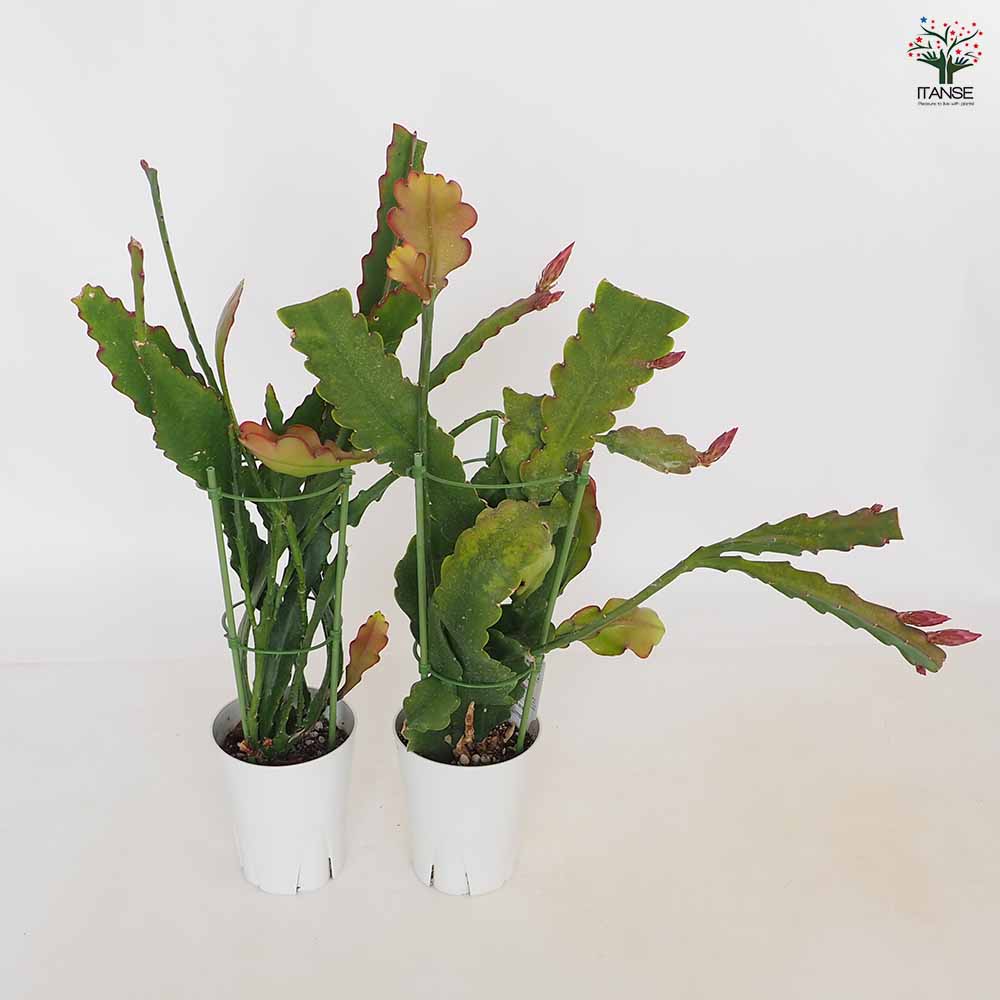 孔雀サボテン 黄花 【多肉植物 5号／1個売り】｜ 【植物のITANSE