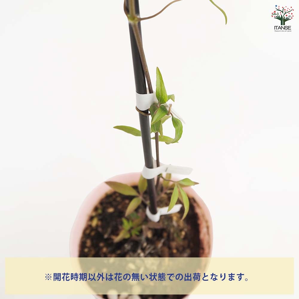 クレマチス H Fヤング 【花苗 4号／1個売り】｜ 【植物のITANSE