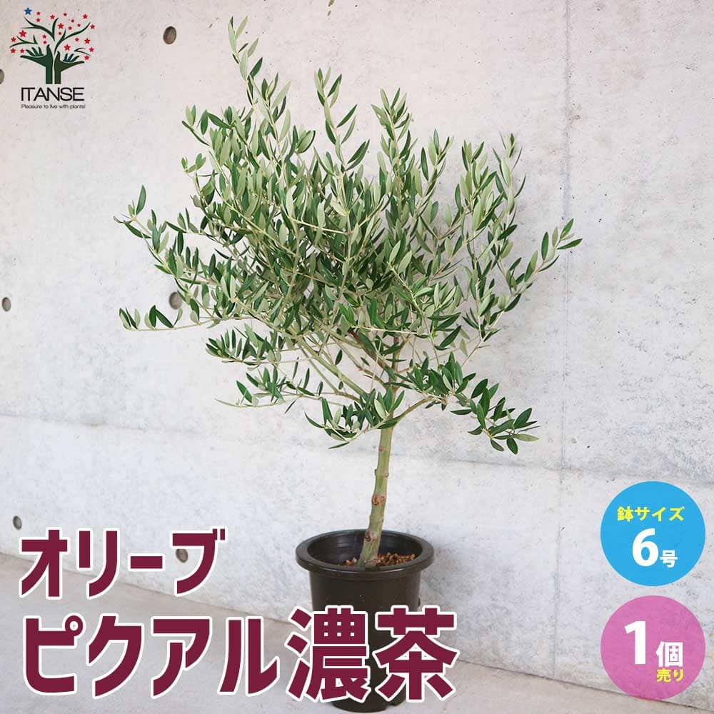 オリーブの苗木 品種：ピクアル(Picual)【果樹の苗木 6号濃茶プラ鉢