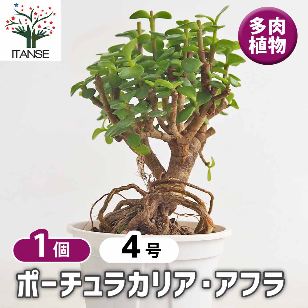 ポーチュラカリア アフラ 【多肉植物 4号／1個売り】｜ 【植物の