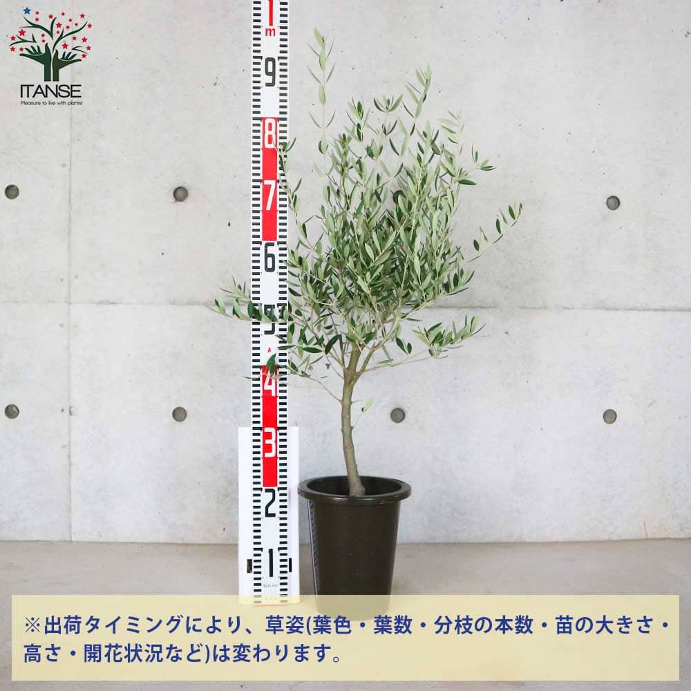 オリーブの苗木 品種：ピクアル(Picual)【果樹の苗木 6号濃茶プラ鉢