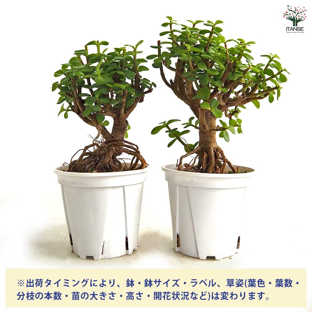 ポーチュラカリア アフラ 【多肉植物 4号／1個売り】｜ 【植物の