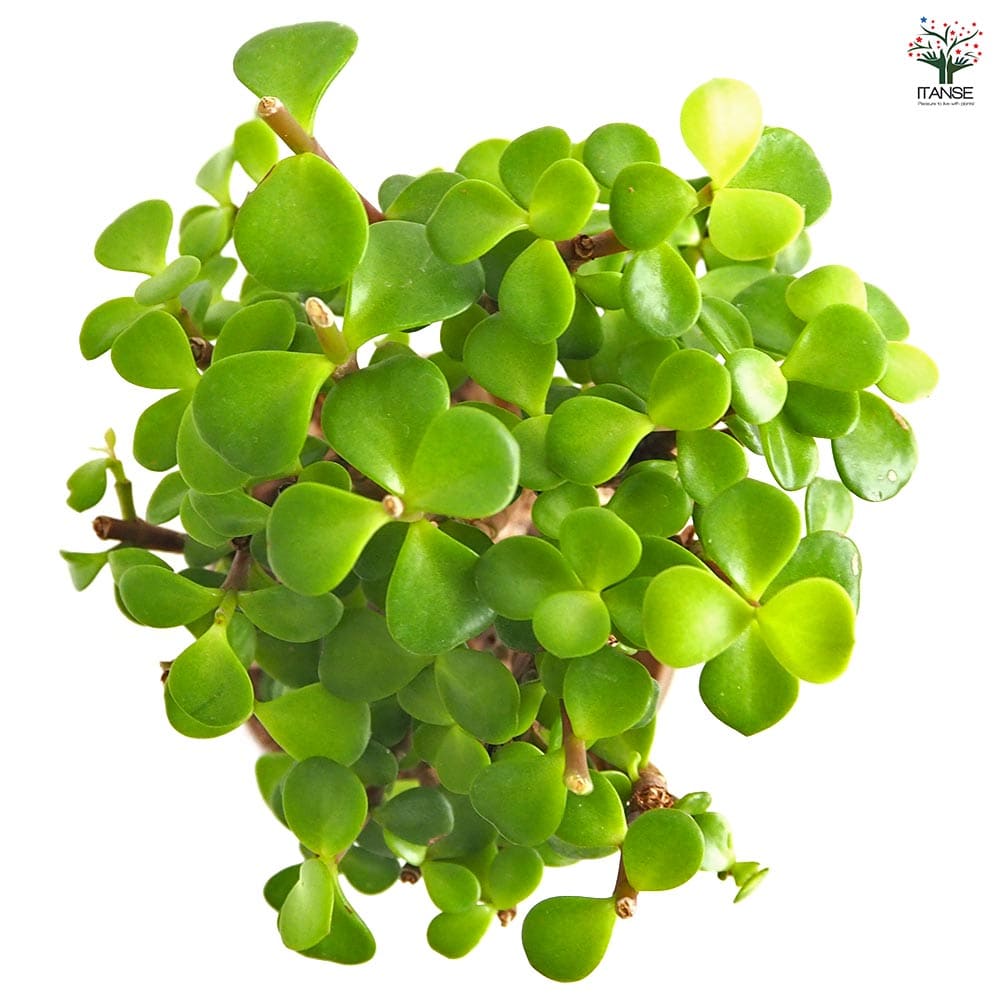 ポーチュラカリア アフラ 【多肉植物 4号／1個売り】｜ 【植物の