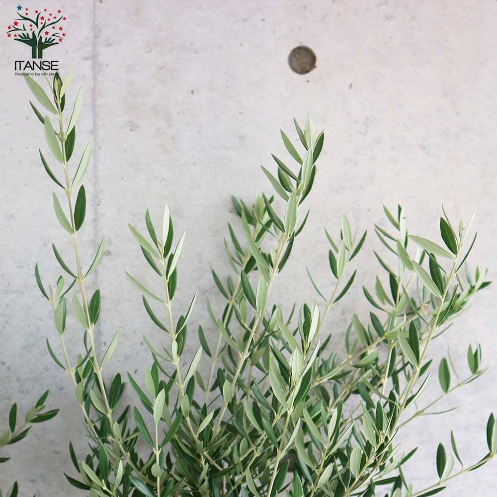 オリーブの苗木 品種：ピクアル(Picual)【果樹の苗木 6号濃茶プラ鉢