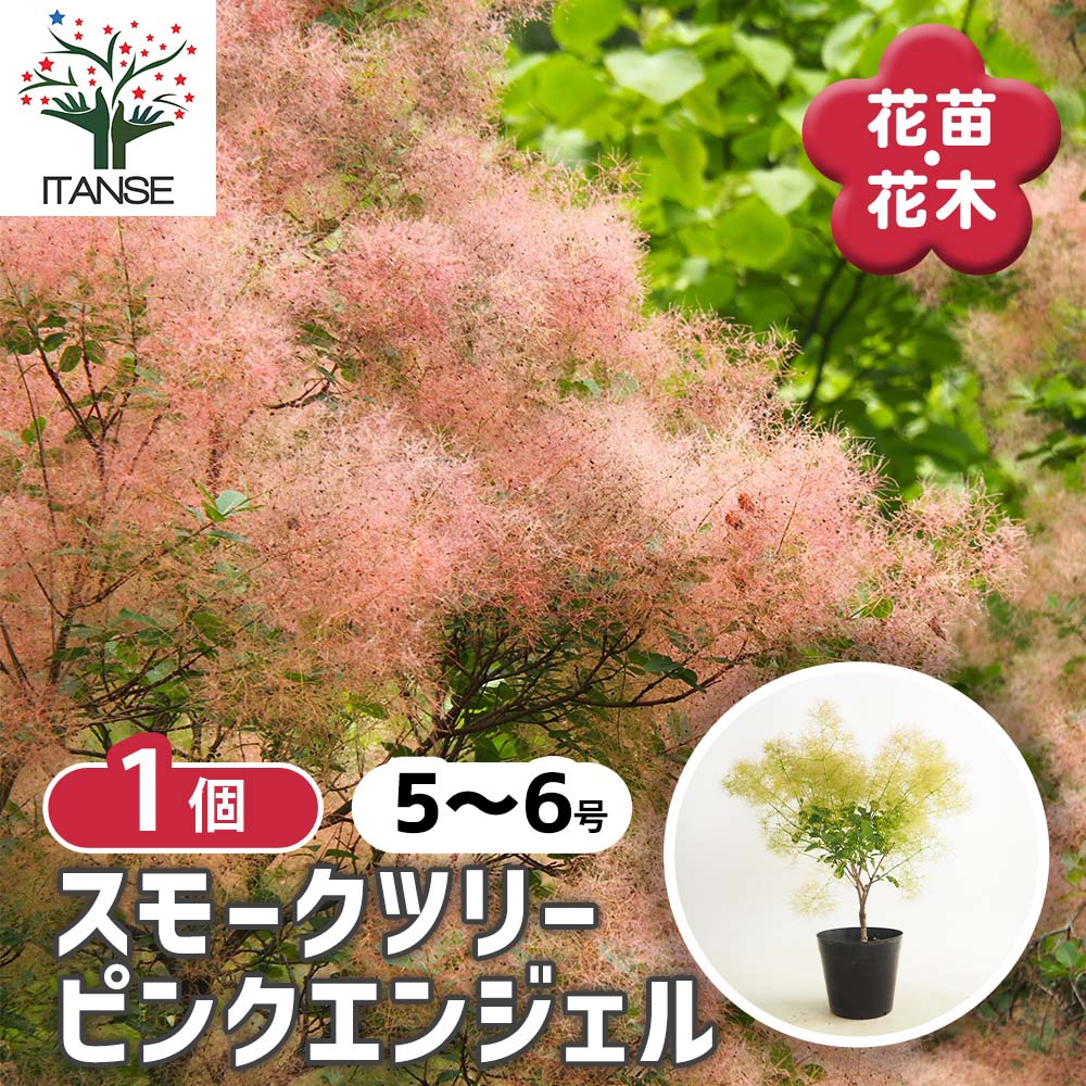 スモークツリー ピンクエンジェル 【花木苗 5号／1個売り】｜ 【植物の