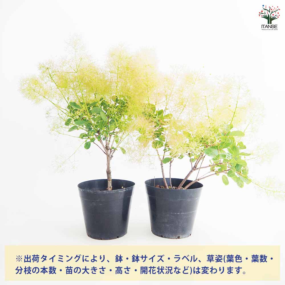 スモークツリー ピンクエンジェル 【花木苗 5号／1個売り】｜ 【植物の