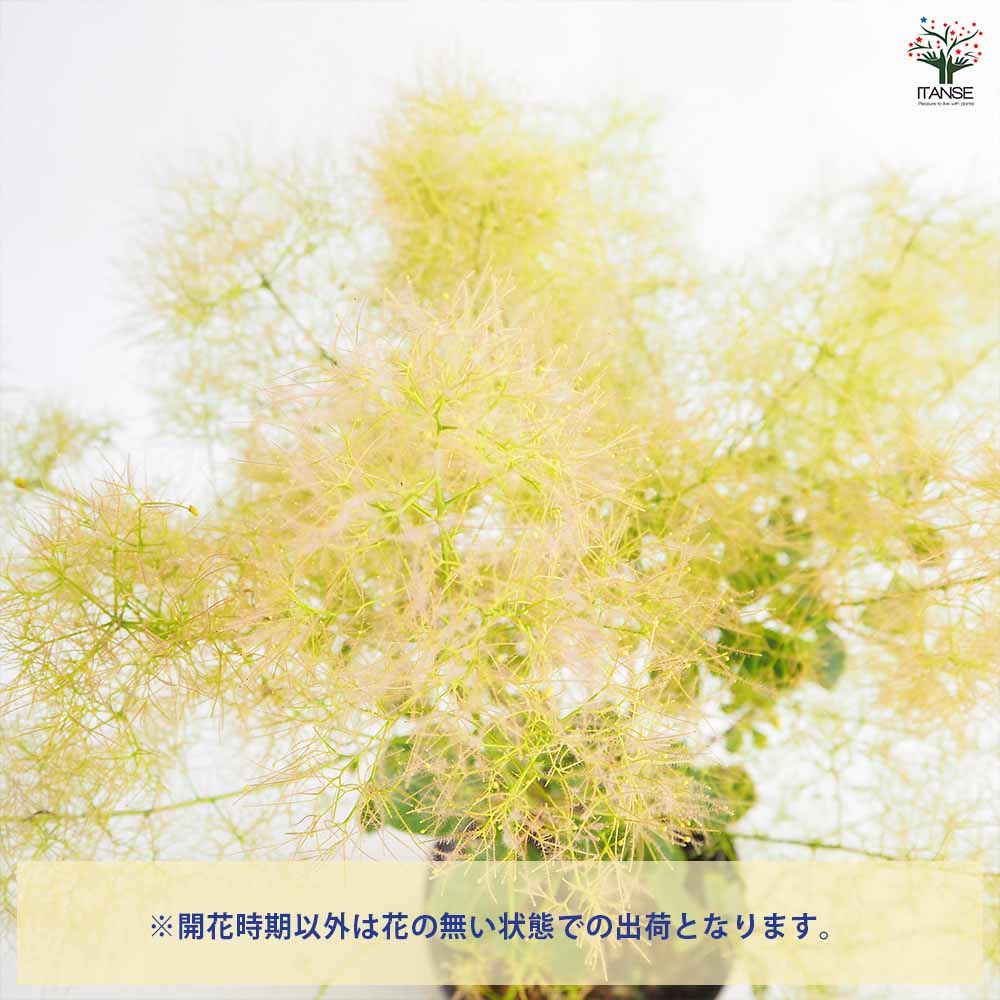 スモークツリー ピンクエンジェル 【花木苗 5号／1個売り】｜ 【植物の