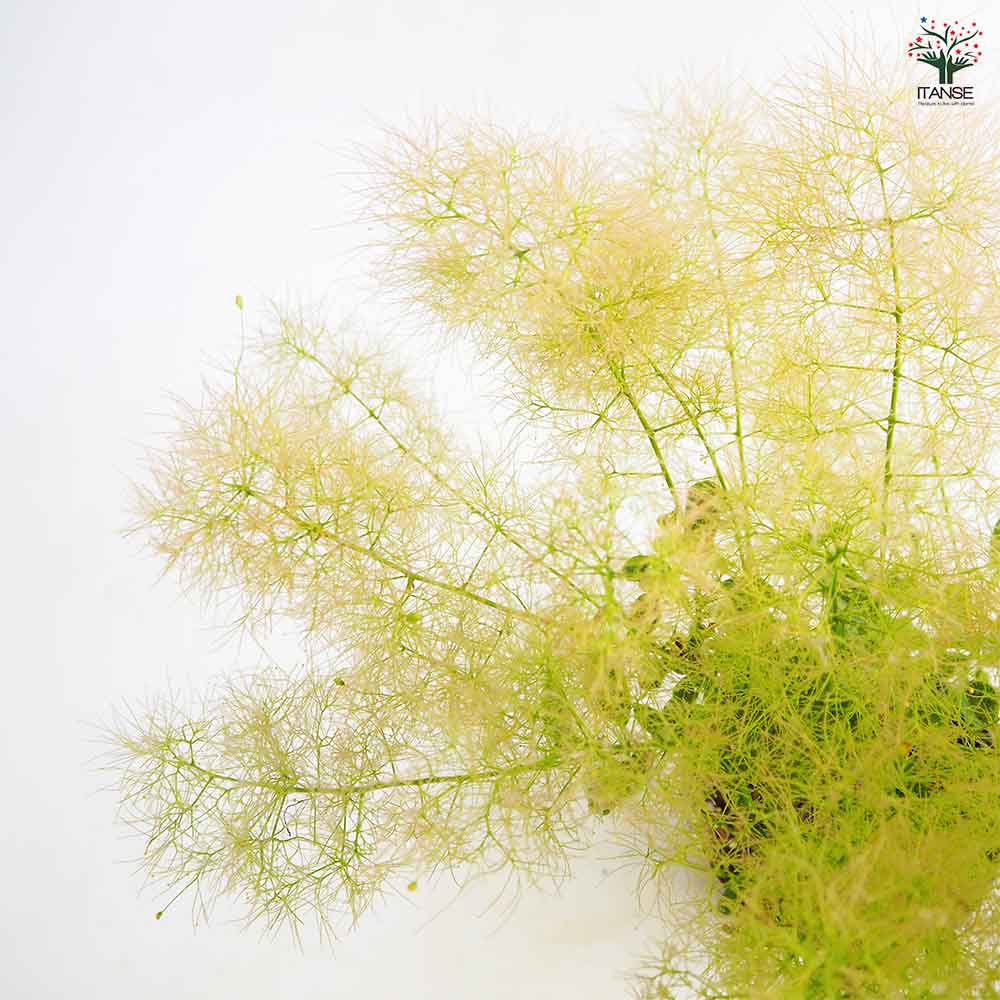 スモークツリー ピンクエンジェル 【花木苗 5号／1個売り】｜ 【植物の