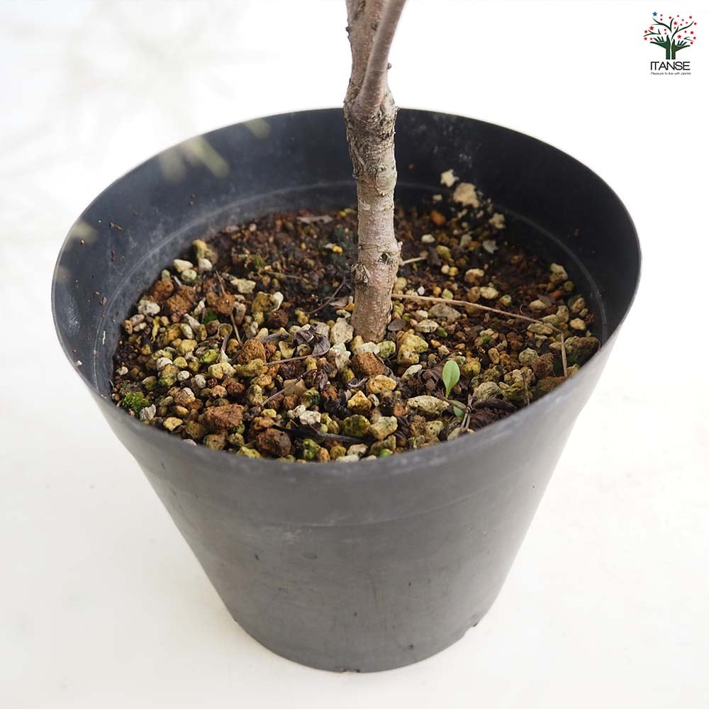 スモークツリー ピンクエンジェル 【花木苗 5号／1個売り】｜ 【植物の