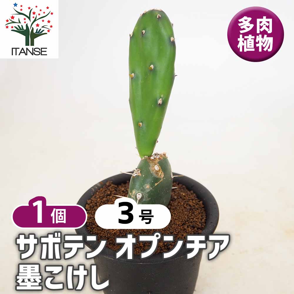 レアサボテンコレクション・オプンチア属・ビリディフロールズinわけけのお店 サボテン オプンチア 墨こけし 【多肉植物 3号／1個売り】｜ 【植物の