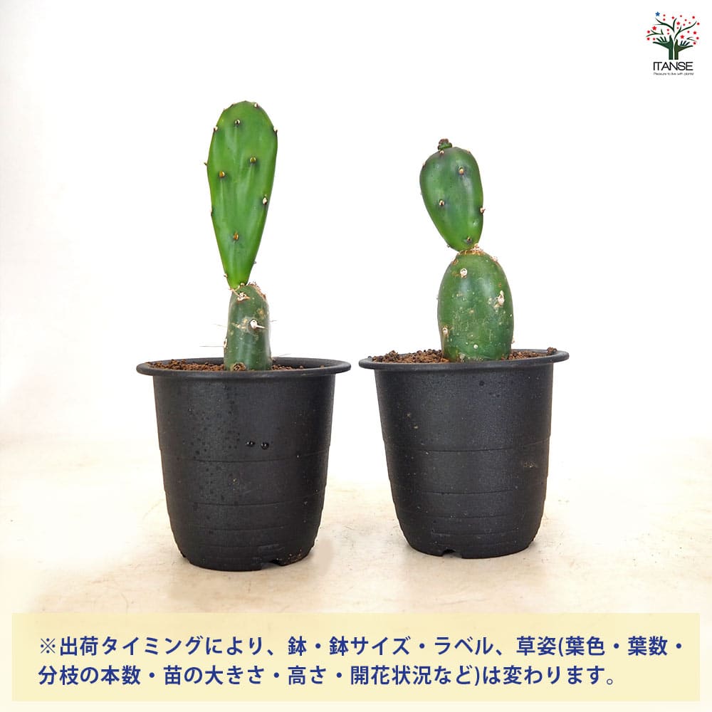 サボテン オプンチア 墨こけし 【多肉植物 3号／1個売り】