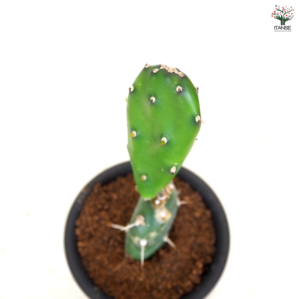 サボテン オプンチア 墨こけし 【多肉植物 3号／1個売り】｜ 【植物の