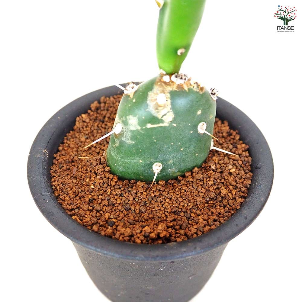 サボテン オプンチア 墨こけし 【多肉植物 3号／1個売り】