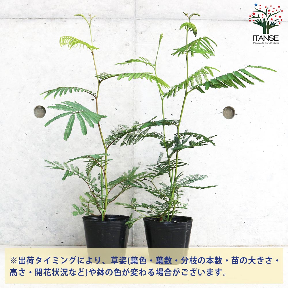 アカシア フサアカシア【花苗 3.5号ポット／1個売り】｜ 【植物の