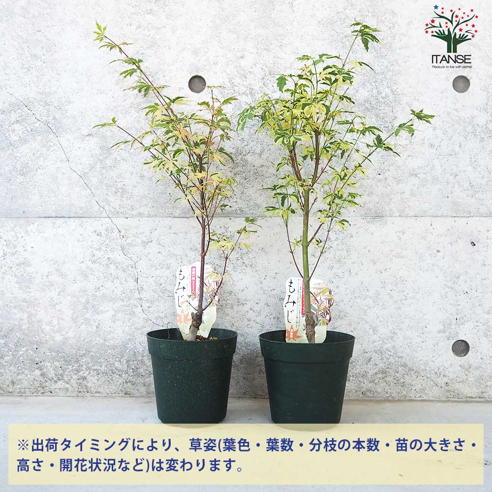 モミジ(カエデ)の苗木 品種：胡蝶の舞(コチョウノマイ)【庭木 5号鉢
