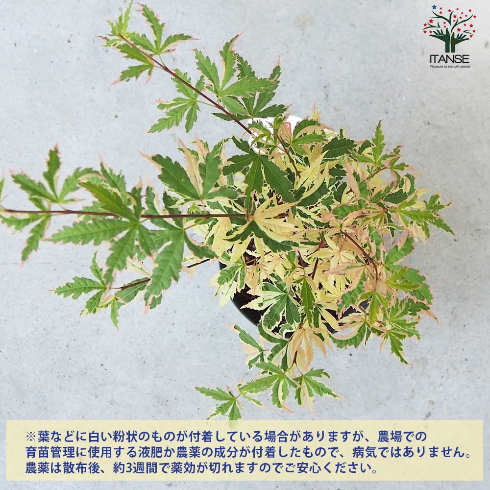 モミジ(カエデ)の苗木 品種：胡蝶の舞(コチョウノマイ)【庭木 5号鉢